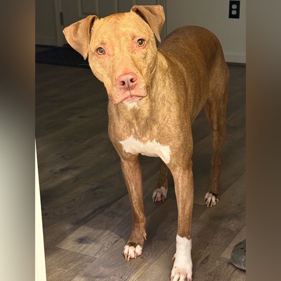 Meet your Posher, C - Picture 1 of 1